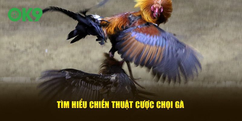 Tìm hiểu chiến thuật cược chọi gà