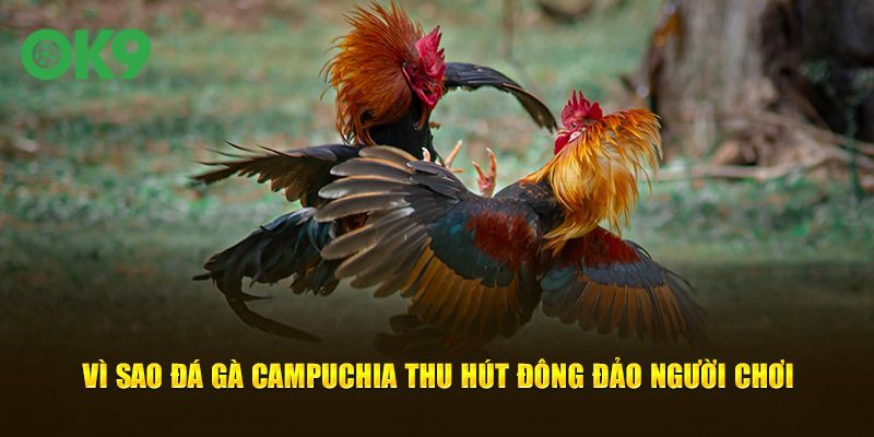 Vì sao đá gà Campuchia thu hút đông đảo người chơi